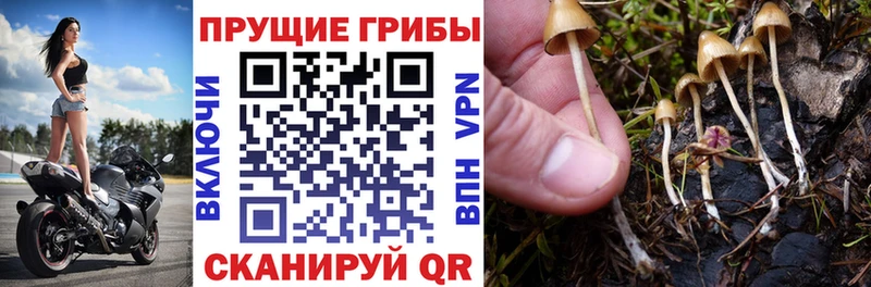 дарнет шоп  блэк спрут онион  Галлюциногенные грибы GOLDEN TEACHER  Слюдянка 